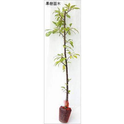 すもも(プラム)苗木 ハリウッド（紅葉すもも） : 植物・園芸専門店 花