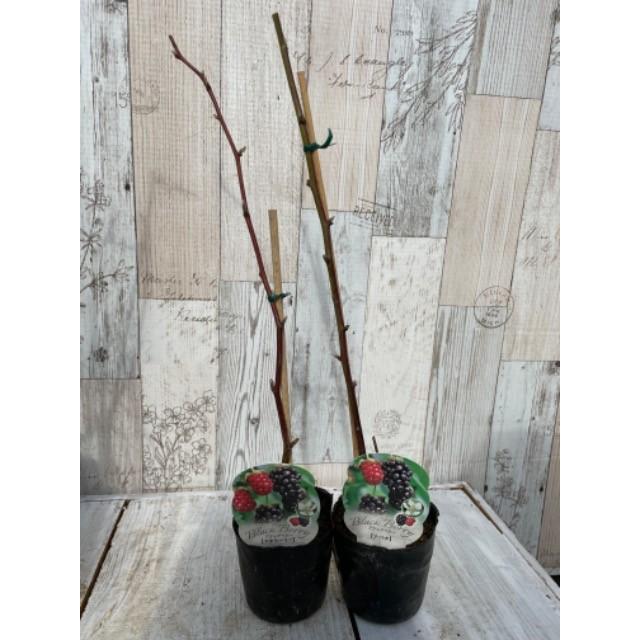 大実ブラックベリー トリプルクラウンの苗木 : 植物・園芸専門店 花育