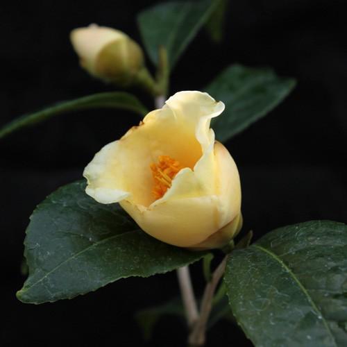 椿 ツバキの苗木 初黄 接木 : 植物・園芸専門店 花育通販Yahoo!店