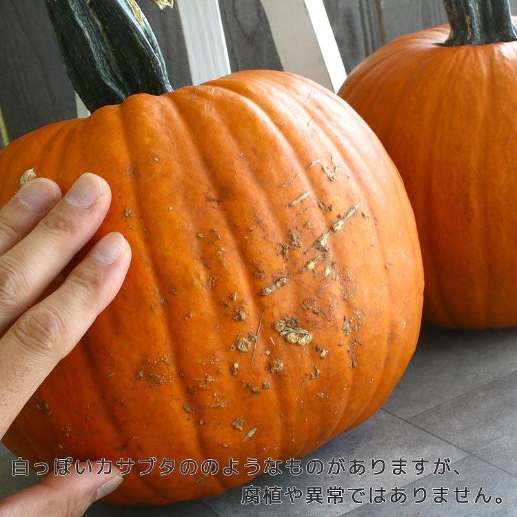 送料無料 限定3個 ハロウィン用本物 おばけ カボチャ Mサイズ(直径 約