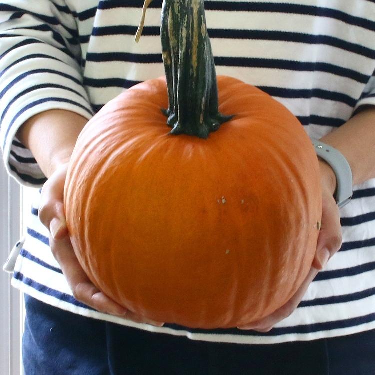 送料無料 限定3個 ハロウィン用本物 おばけ カボチャ Mサイズ(直径 約