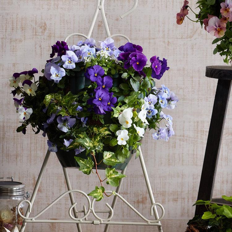 flower ＼数量限定・新発売／ [送料無料] ビオラのハンギング