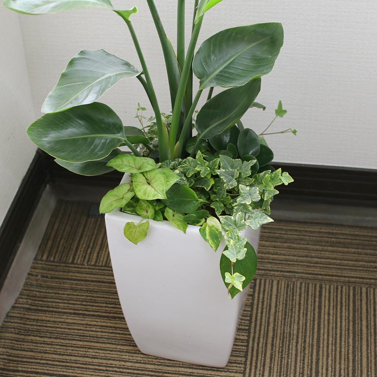 観葉植物 ストレリチア・オーガスタ寄せ植え 角陶器鉢(白) 高さ約1.1m