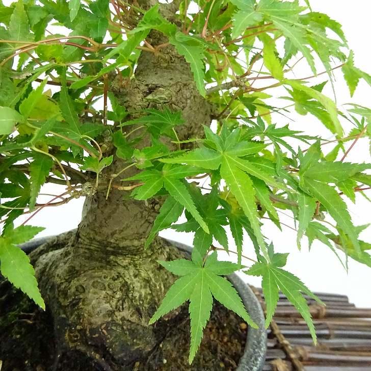 盆栽 紅葉 樹高 約18cm もみじ 高級盆栽 Acer palmatum モミジ カエデ