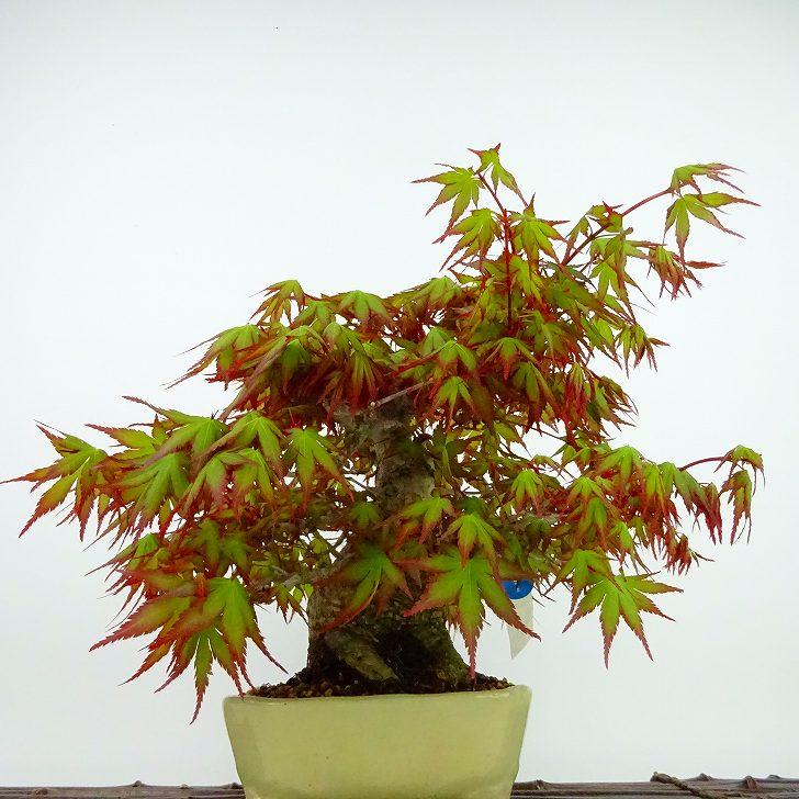 盆栽 紅葉 樹高 約21cm もみじ 高級盆栽 Acer palmatum モミジ カエデ
