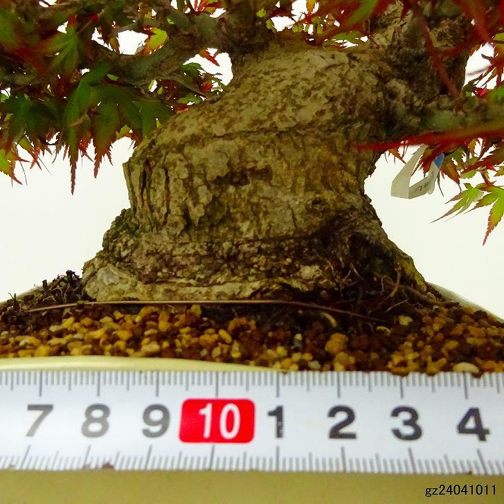 盆栽 紅葉 樹高 約21cm もみじ 高級盆栽 Acer palmatum モミジ カエデ
