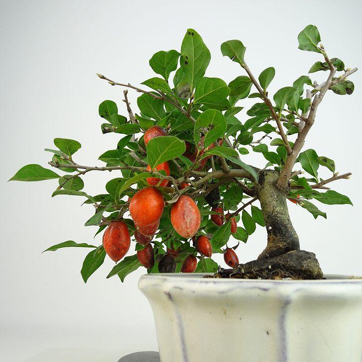 盆栽 老爺柿 黒鳳 樹高 約18cm ろうやがき Diospyros rhombifolia