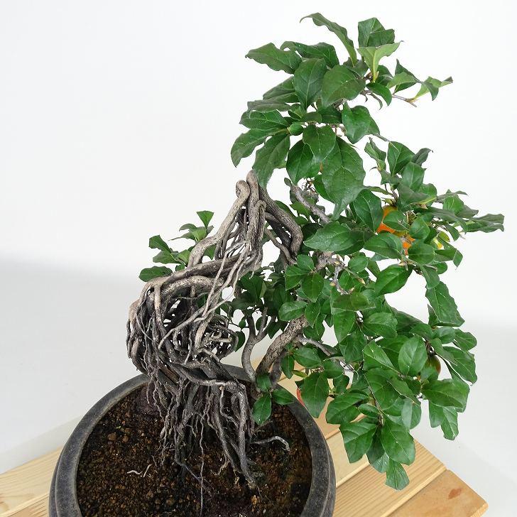 盆栽 老爺柿 楊貴妃 樹高 約36cm ろうやがき Diospyros rhombifolia