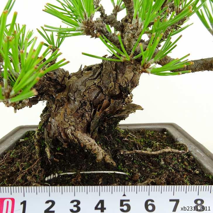 盆栽 松 黒松 瑞宝 樹高 約15cm くろまつ Pinus thunbergii クロマツ