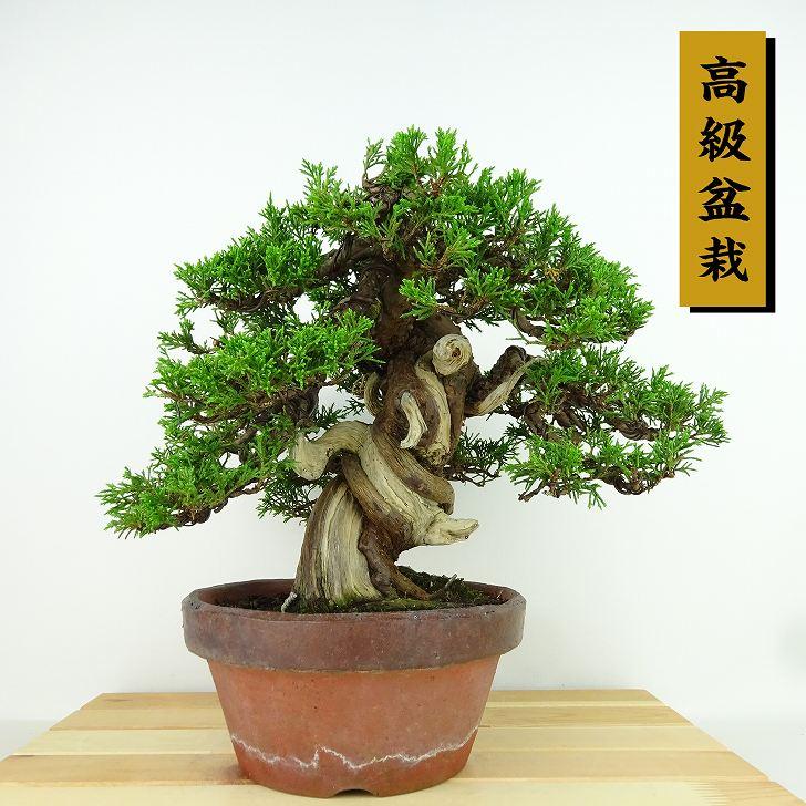 盆栽 真柏 樹高 約23cm しんぱく 高級盆栽 Juniperus chinensis