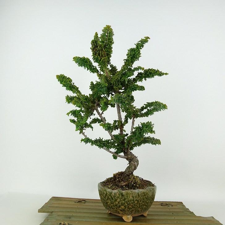 盆栽 石化桧 樹高 約33cm せっかひのき Chamaecyparis obtusa