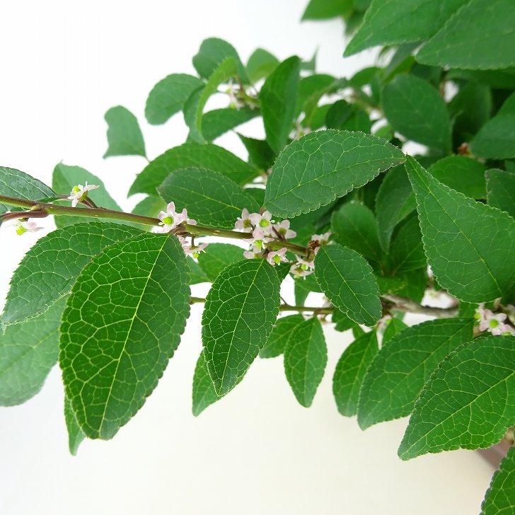 盆栽 梅擬 樹高 約48cm うめもどき Ilex serrata ウメモドキ 石付き