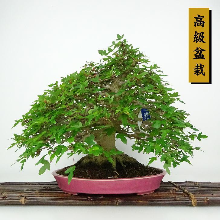 盆栽 楓 樹高 約25cm かえで 高級盆栽 Acer カエデ 紅葉 カエデ科