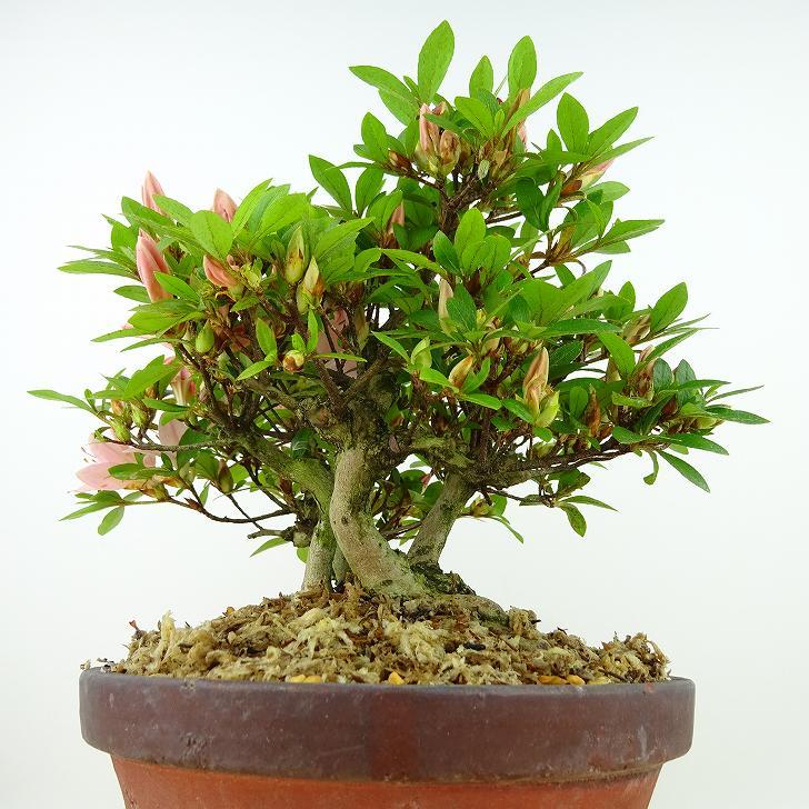 盆栽 皐月 日光 樹高 約19cm さつき Rhododendron indicum サツキ