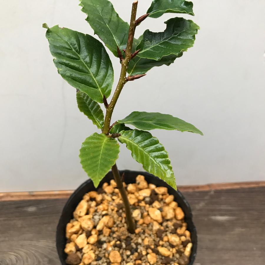 フジブナ 富士ブナ 盆栽苗木 苗 : やまおか碧山苑ヤフー店 - 通販