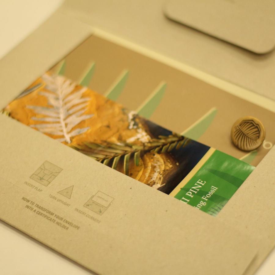 ウォレマイ・パイン ( ジュラシック・ツリー )／Wollemia nobilis