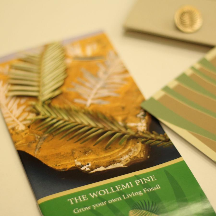 ウォレマイ・パイン ( ジュラシック・ツリー )／Wollemia nobilis