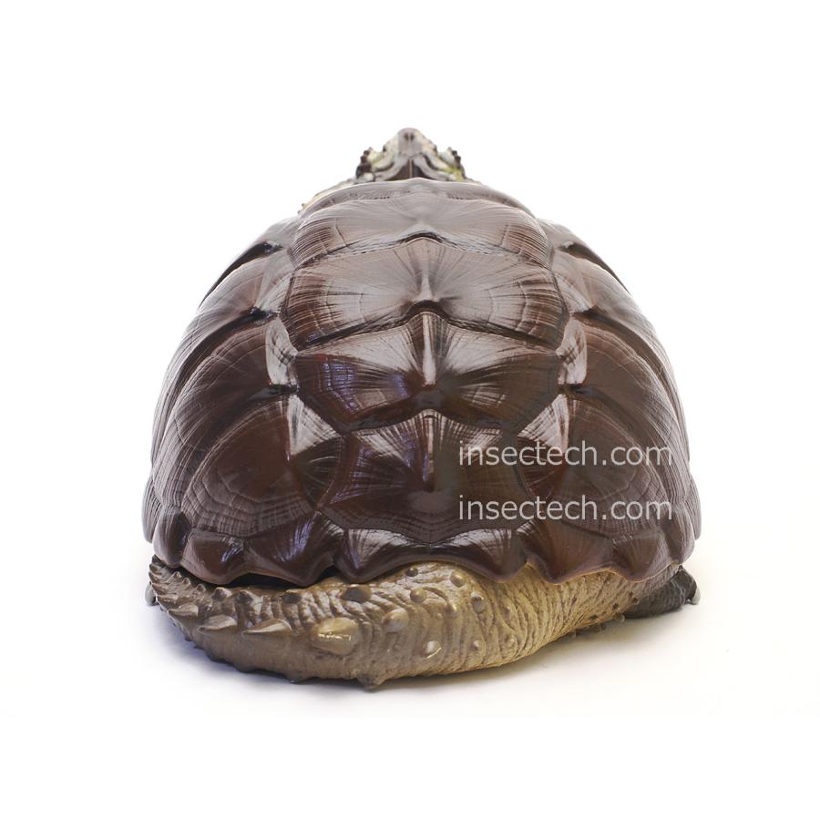 動物の惑星】チュウベイカミツキガメ フィギュア : インセクテック動物