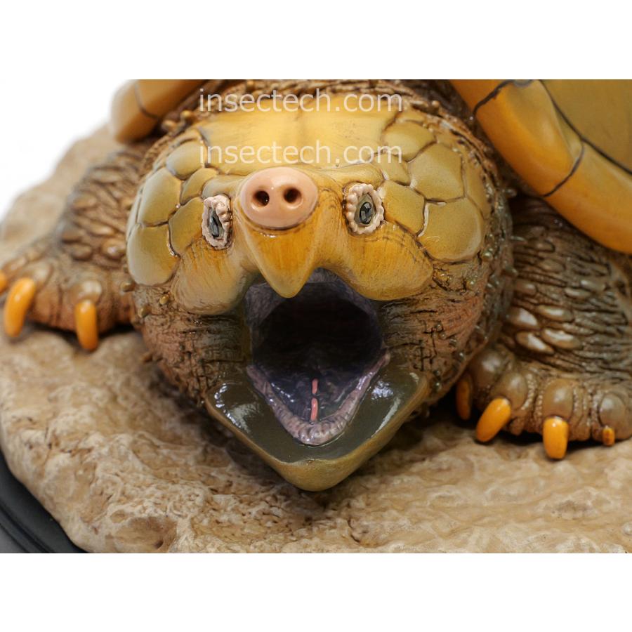 動物の惑星 写実シリーズ】第一弾 初回頭骨付属 ワニガメ フィギュア