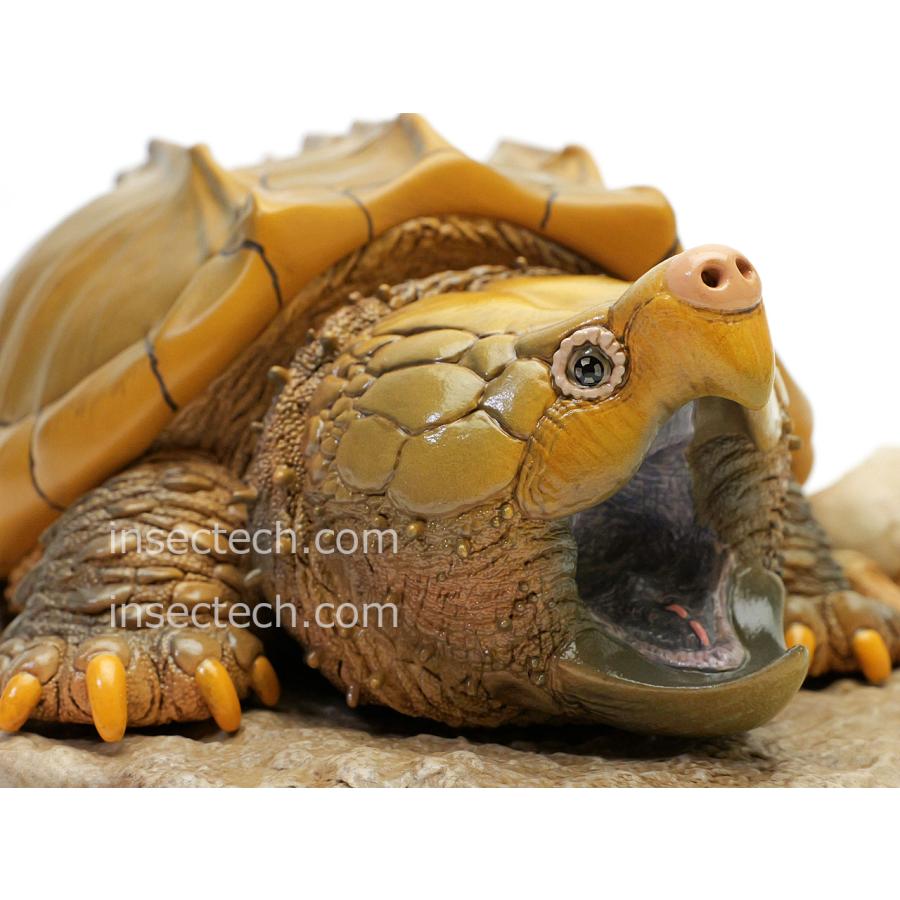 動物の惑星 写実シリーズ】第一弾 初回頭骨付属 ワニガメ フィギュア