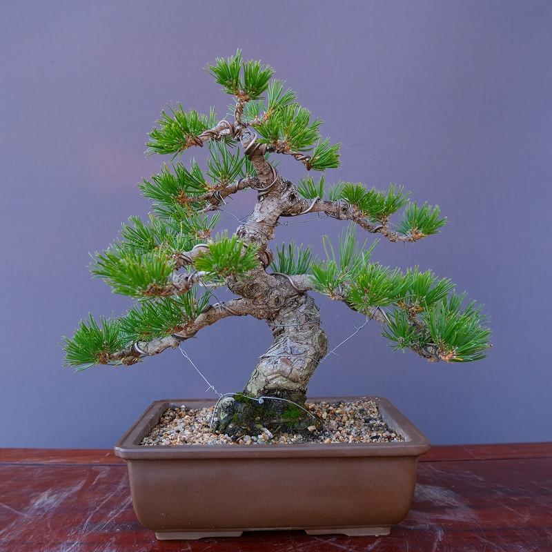 株）一樹園 黒松 中品盆栽／樹齢20年 : 一樹園 - 通販 - Yahoo