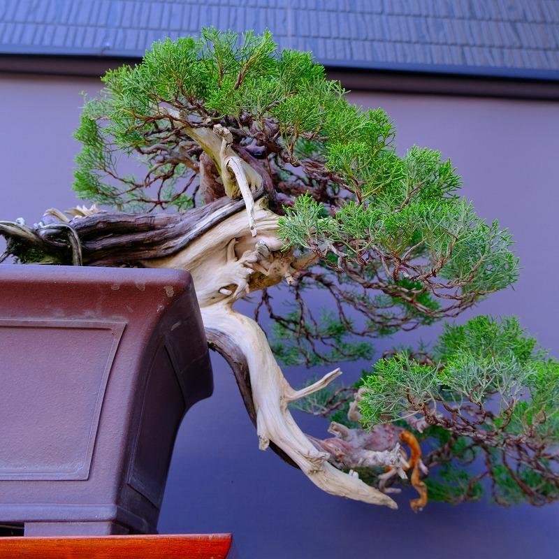 株）一樹園 山採り真柏（山秋鉢） 中品盆栽／樹齢100年 : 一樹園