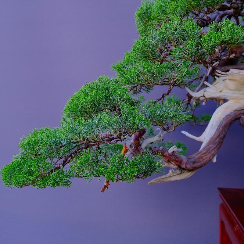 株）一樹園 山採り真柏（山秋鉢） 中品盆栽／樹齢100年 : 一樹園