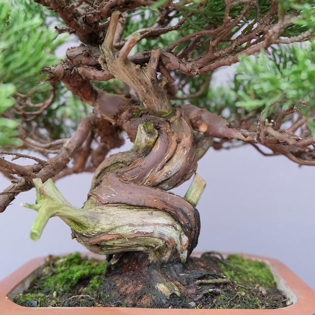 株）一樹園 糸魚川真柏 小品盆栽／樹齢30年 : 一樹園 - 通販 - Yahoo