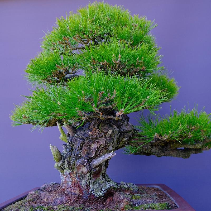 株）一樹園 山採り黒松【山秋鉢】 大品盆栽／樹齢100年 : 一樹園