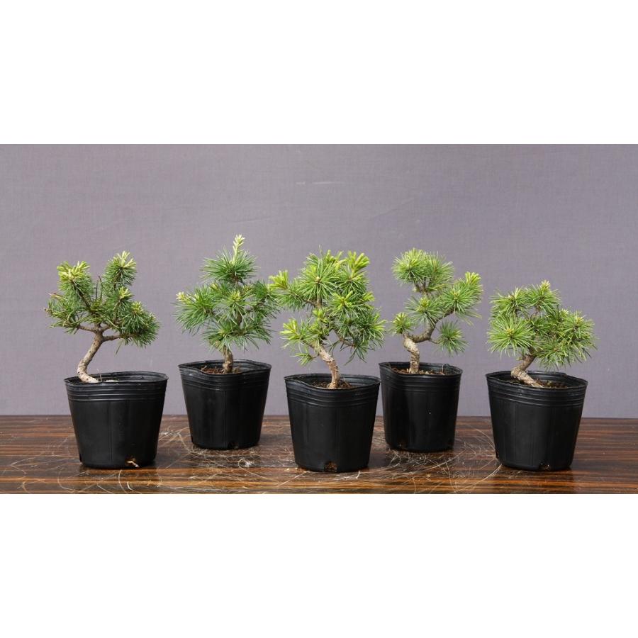 株）一樹園 那須五葉松5本セット 小品盆栽／樹齢7年 : 一樹園 - 通販