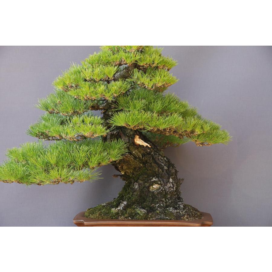 株）一樹園 山採り黒松 大品盆栽／樹齢100年 : 一樹園 - 通販