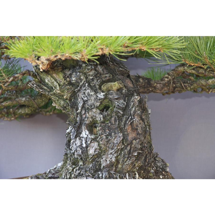 株）一樹園 山採り黒松 大品盆栽／樹齢100年 : 一樹園 - 通販