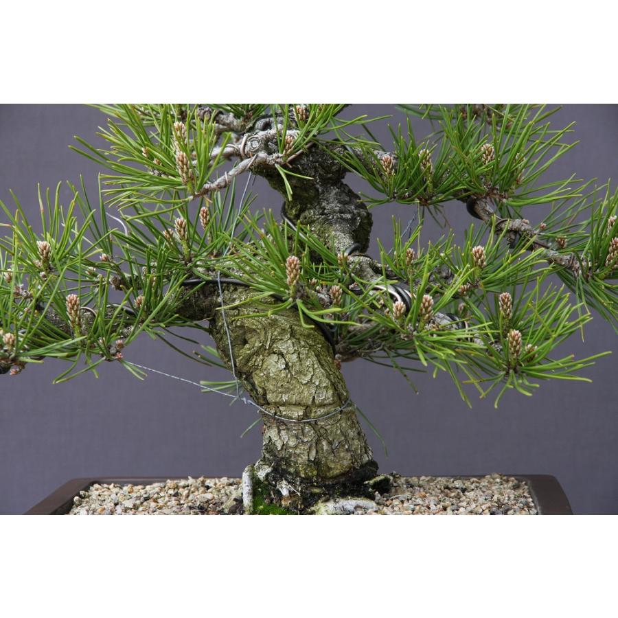 株）一樹園 黒松 【売上一位商品】 中品盆栽／樹齢20年 : 一樹園