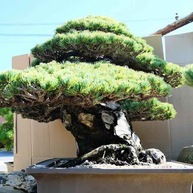 株）一樹園 宮島五葉松 大品盆栽／樹齢100年 : 一樹園 - 通販