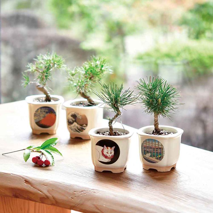 綾*鷹様 多肉植物新春セット（6点セット） 楽天市場】綾鷹セットの通販