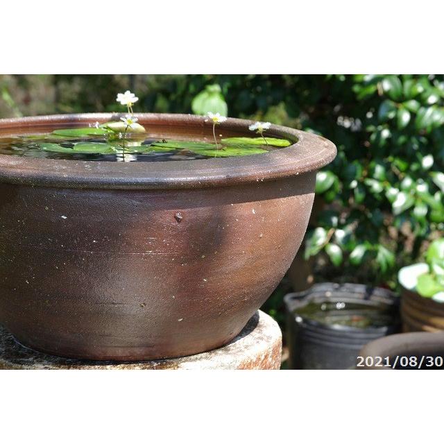 アジアンテイスト南蛮焼 睡蓮鉢 浅水鉢 （中）外径38cm ＋お好きな水草