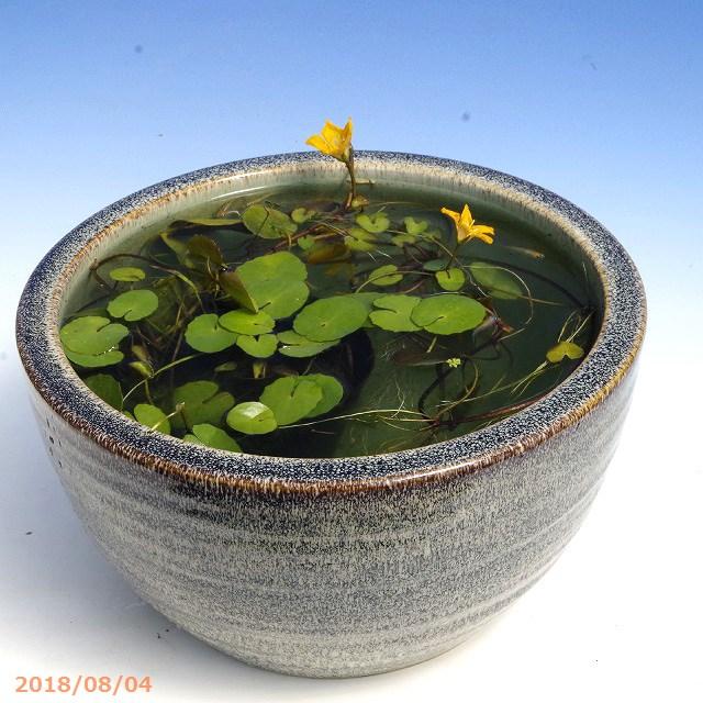 信楽焼 睡蓮鉢 天目ボール 10号 （直径30cm 高さ16cm）＋お好きな水草