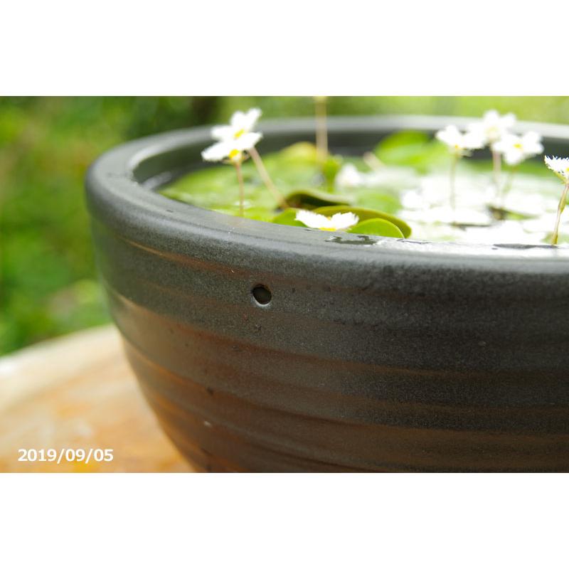 信楽焼 睡蓮鉢 黒ボール 10号（水あふれ防止小穴有） ＋お好きな水草