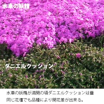 芝桜 水車の妖精(ピンク花） 9cm(3号)ポット苗 : 緑の宅配便 Yahoo!店