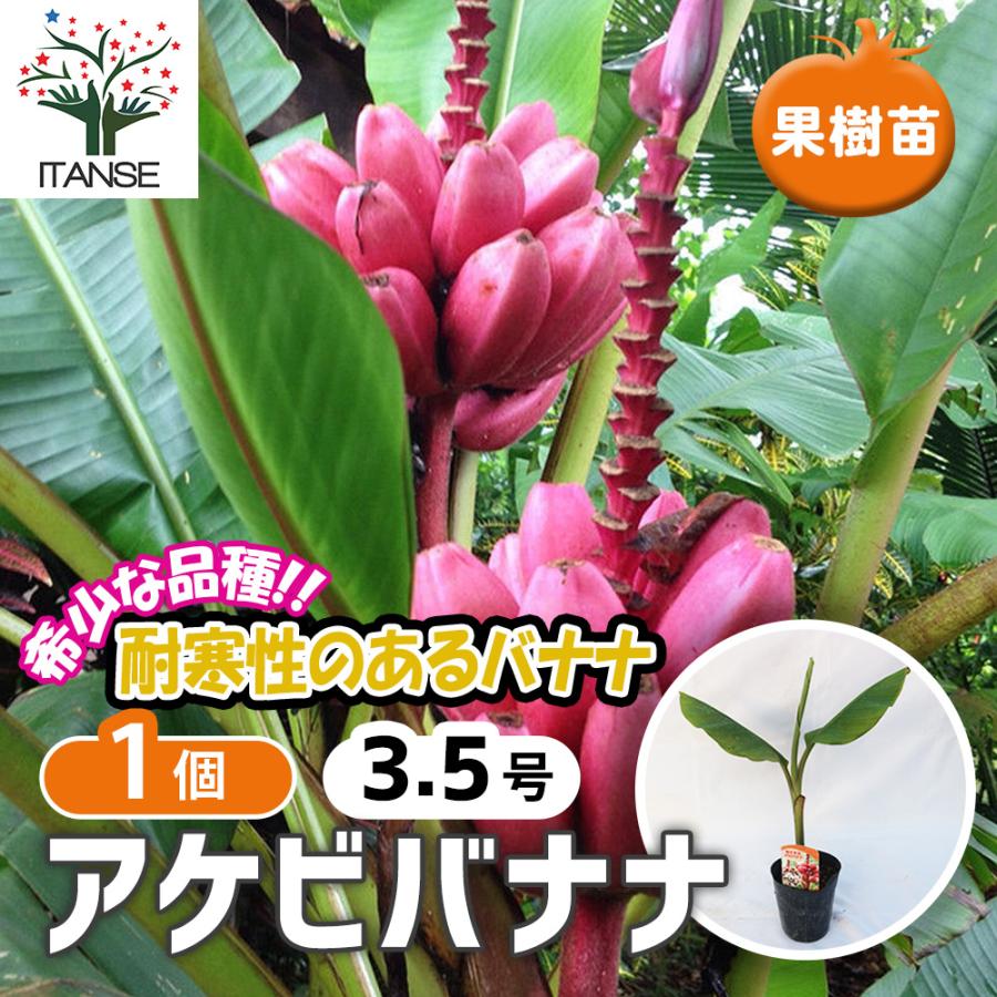 ITANSE バナナ苗 アケビバナナ(耐寒性バナナ) 果樹苗 10.5cmポット 1個