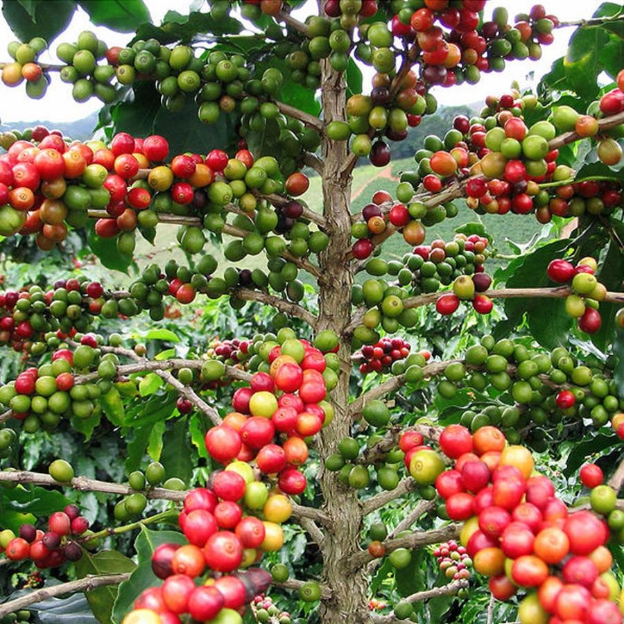 ITANSE 果樹苗 コーヒーの木 9cmポット 実生苗 1個 コーヒーノキ苗