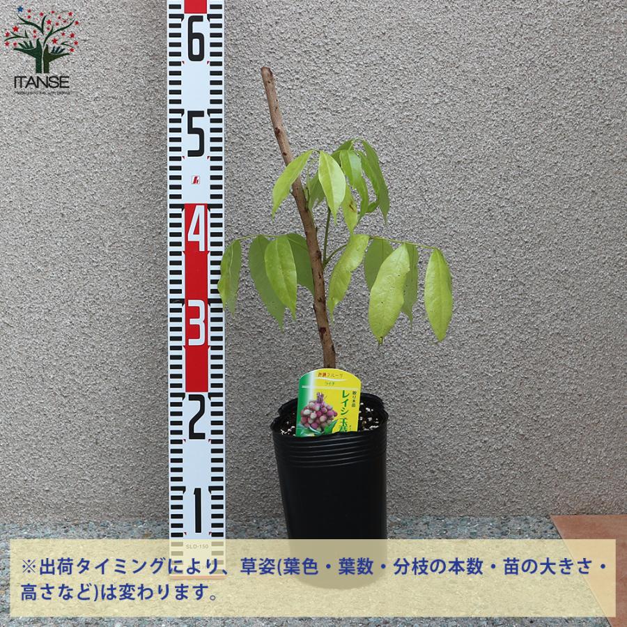 ITANSE ライチの苗木 玉荷包(ぎょくかほう) 果樹の苗木 取り木苗 13.5
