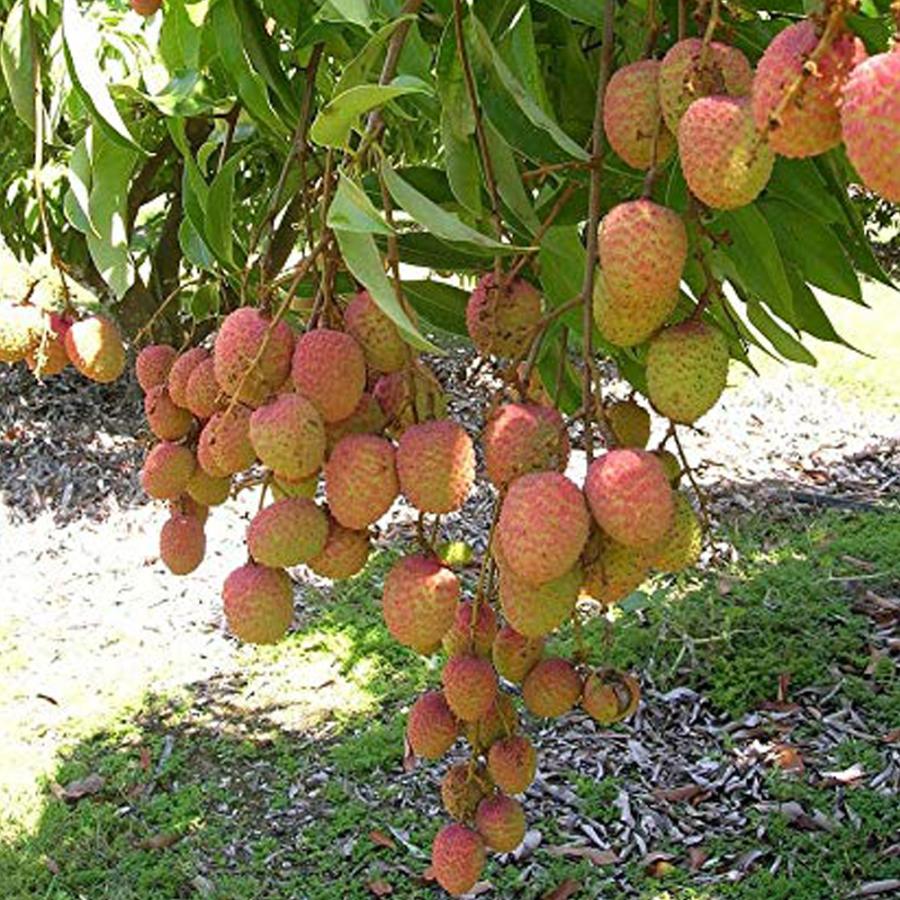 ITANSE ライチの苗木 玉荷包(ぎょくかほう) 果樹の苗木 取り木苗 13.5