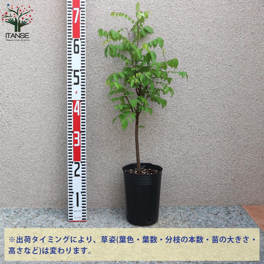 ITANSE スターフルーツの苗 果樹の苗木 13.5cmポット 1個売り 果樹