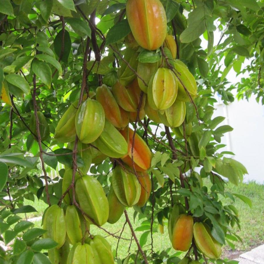 ITANSE スターフルーツの苗 果樹の苗木 13.5cmポット 1個売り 果樹