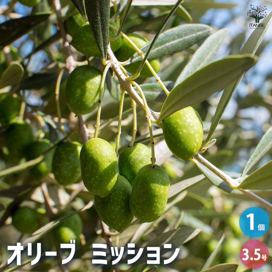 オリーブ ミッション 果樹の苗 3.5号/1個売り オリーブの実 植木