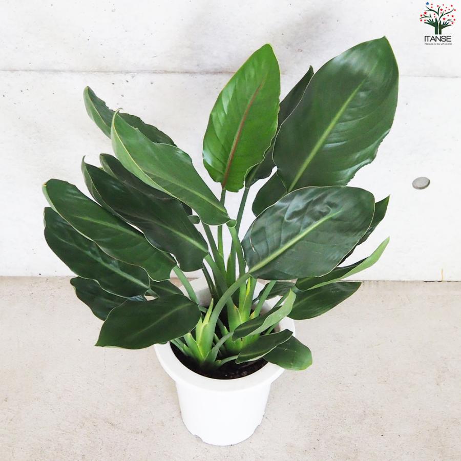 ITANSE ストレリチア レギネ 極楽鳥花 観葉植物 7号鉢/1個売り 観葉
