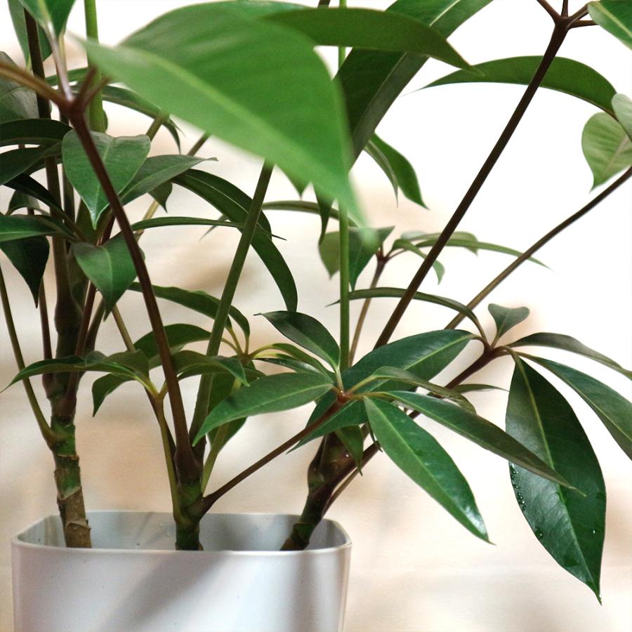 ITANSE 観葉植物 ツピタンサス 8号鉢 2〜3本立ち 1個 人気 大型