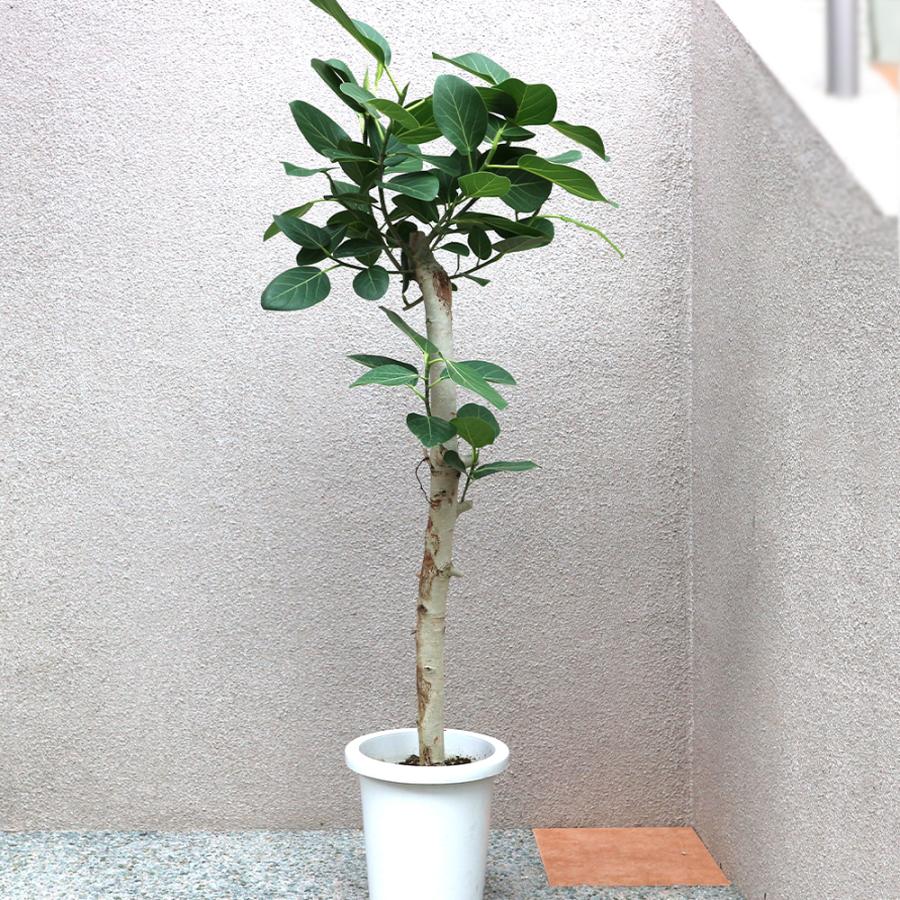 ITANSE 観葉植物 フィカス ベンガレンシス 8号鉢 1個 人気 中型
