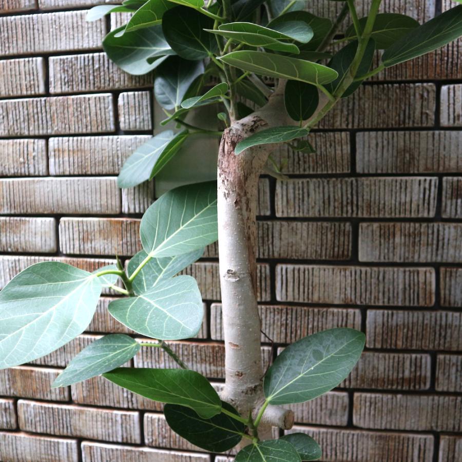 ITANSE 観葉植物 フィカス ベンガレンシス 8号鉢 1個 人気 中型